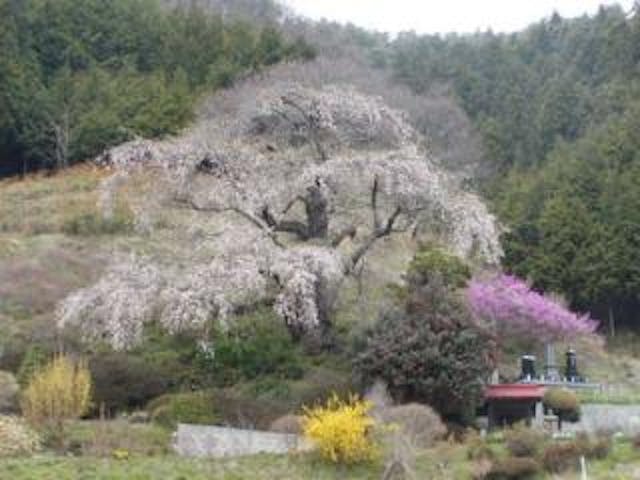 西丸尾のしだれ桜