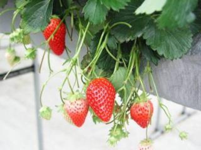 アクアロマン中川園