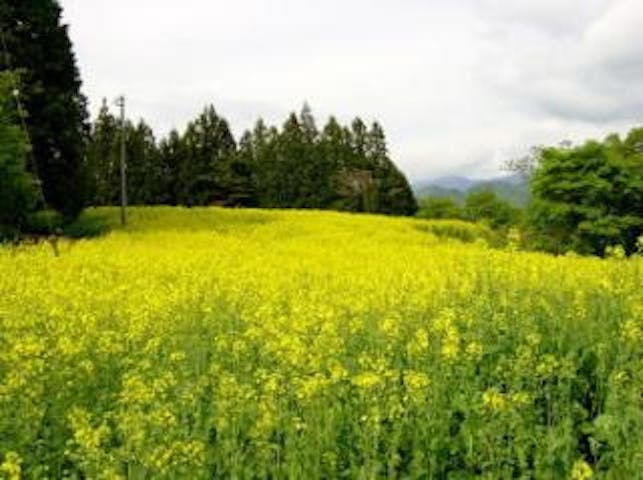 野良舞夏ひまわり倶楽部平石農場の菜の花