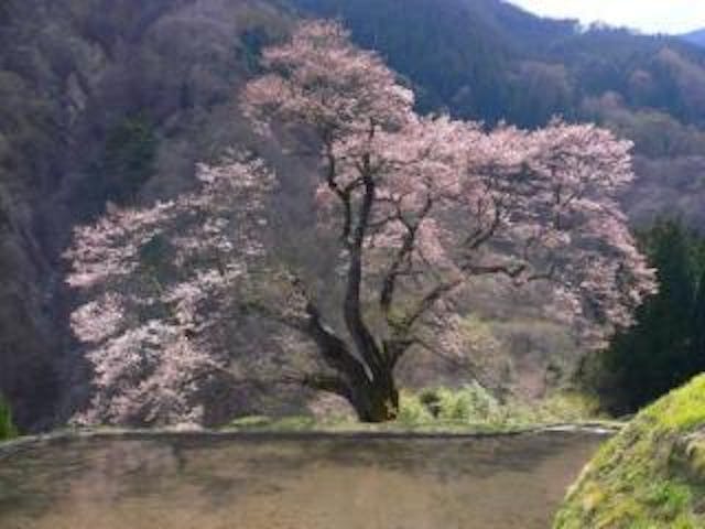 駒つなぎの桜
