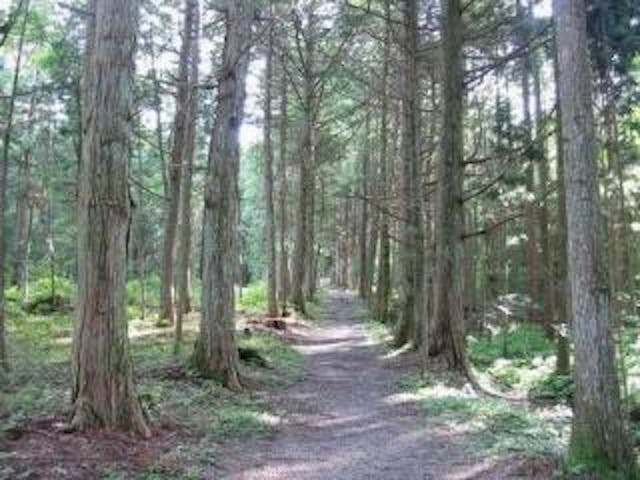 伊賀良神社の参道並木