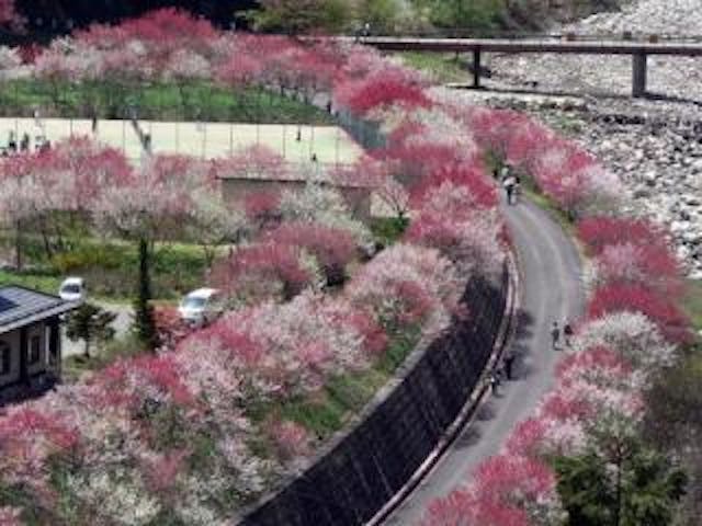 月川温泉の花桃（花桃の里）