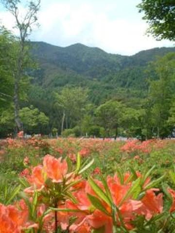 治部坂高原のレンゲツツジ