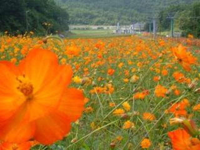 治部坂高原100万本のコスモス