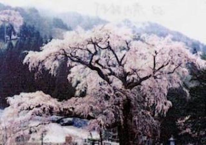 黒船桜