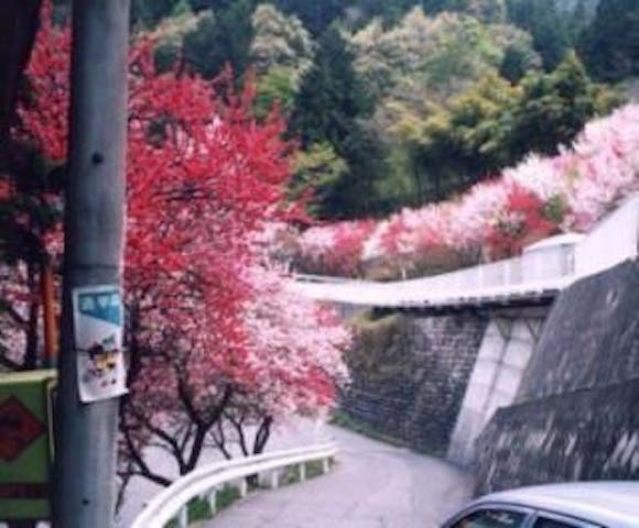 花桃発祥の地(はなもも街道）
