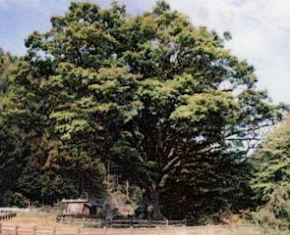 小黒川のミズナラ