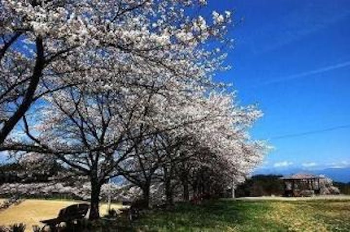 泰阜村総合グラウンド100本桜