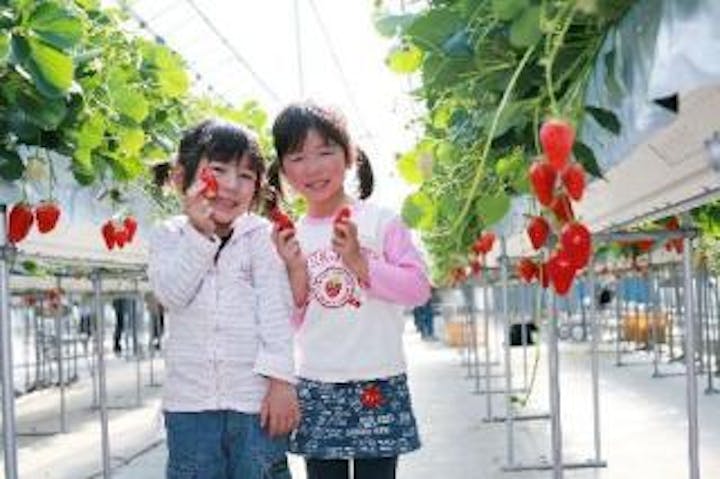 喬木村のイチゴ狩り