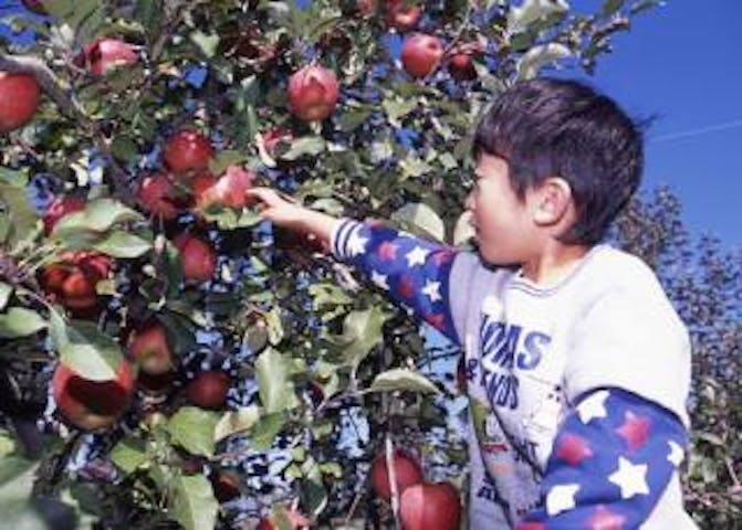 喬木村・リンゴの樹オーナー農園
