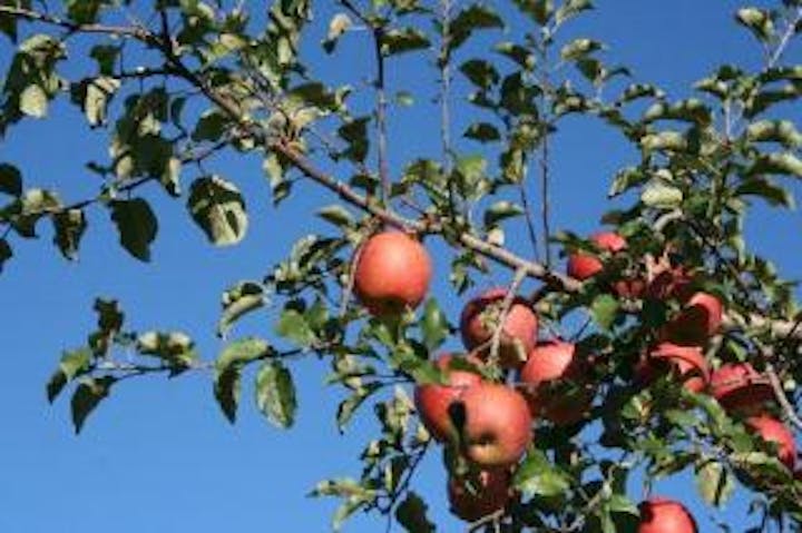 喬木村・伊久間原りんご狩り