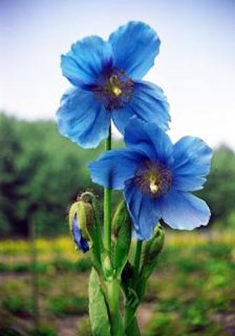 中村農園の青いケシ