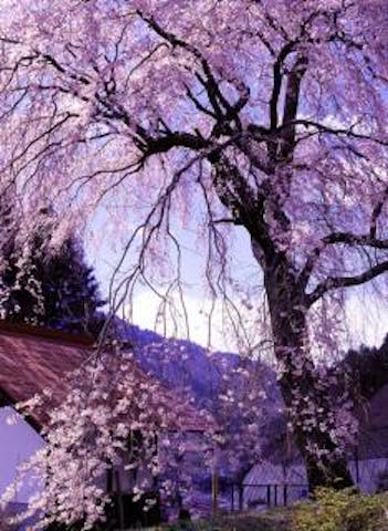 玉林院天神山のしだれ桜