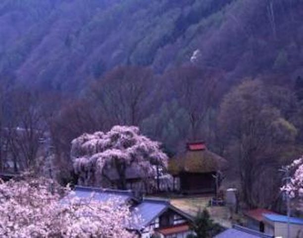 田ノ上観音堂のしだれ桜