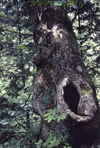 鳥居峠の子産みのトチノキ