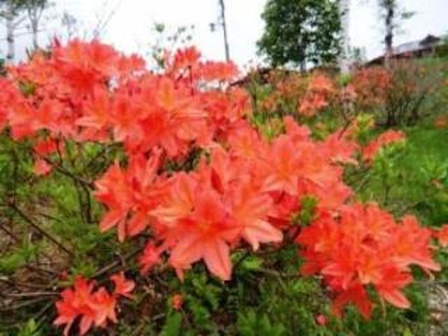 おんたけ銀河村キャンプ場のレンゲツツジ