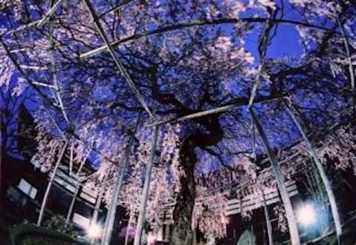 興禅寺の時雨桜