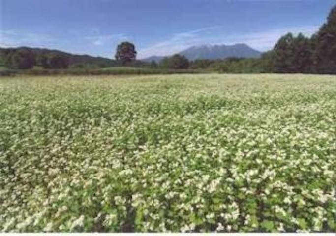 開田高原のそばの花