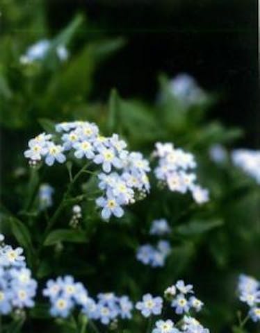 開田高原の忘れな草