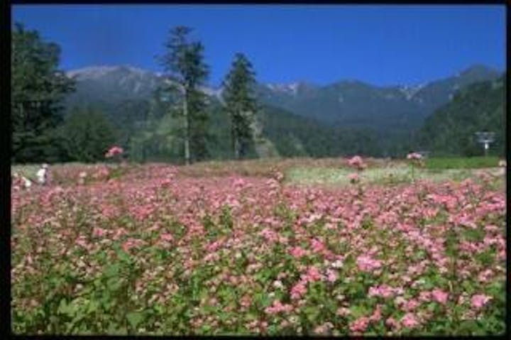 御岳ロープウェイの赤そばの花