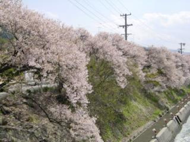 木曽川沿いの桜