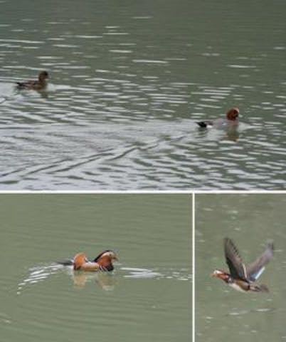 生坂ダム湖の水鳥