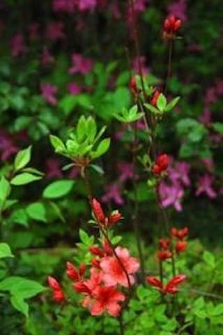 山清路のつつじ