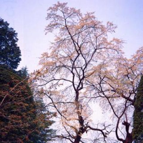 清水寺の枝垂桜