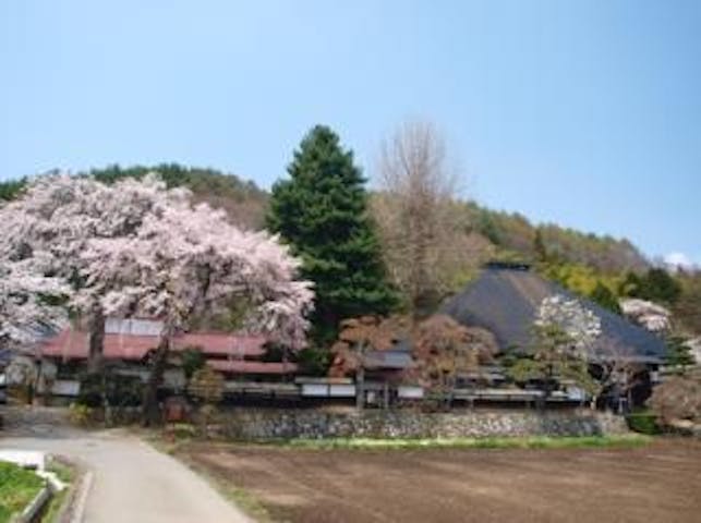 光輪寺のしだれ桜