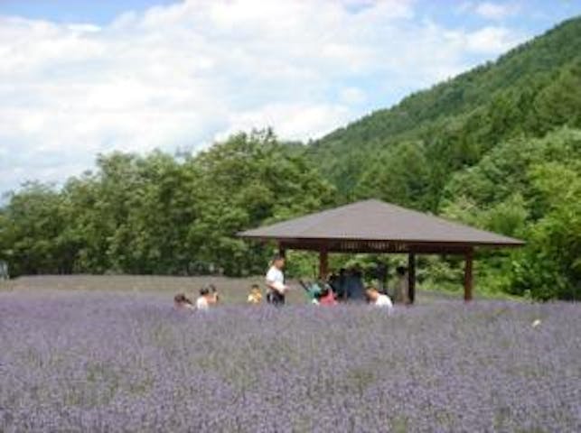スキー場入口ラベンダー園