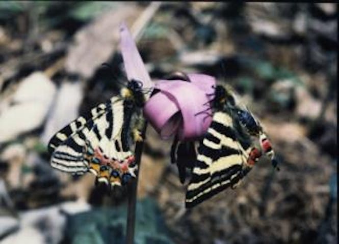 古川寺のカタクリ