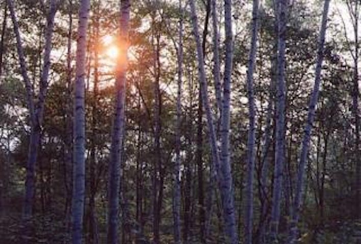 大峰高原白樺の森