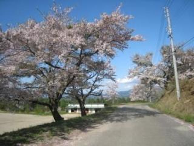 大峰高原の桜