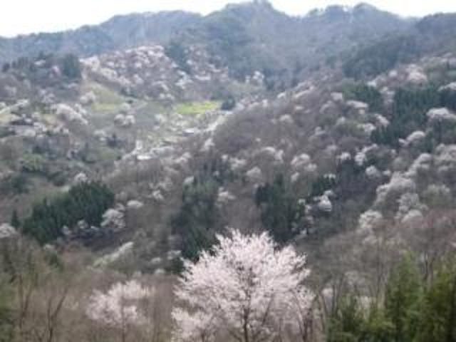 陸郷の山桜（桜仙峡）