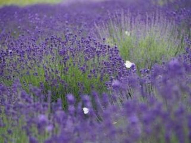 池田町ハーブセンターのラベンダー