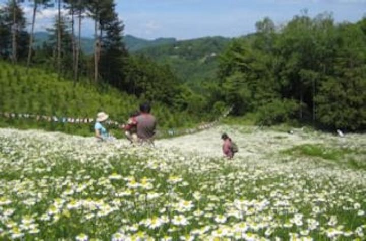 【2021年中止】いけだまちひろつカミツレ花まつり