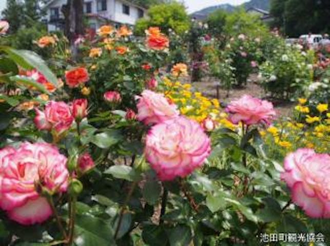 【2021年中止】バラ祭り