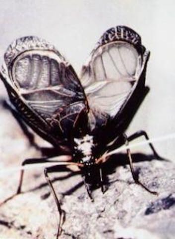 鈴虫　-すずむしの里安曇野まつかわ村ー