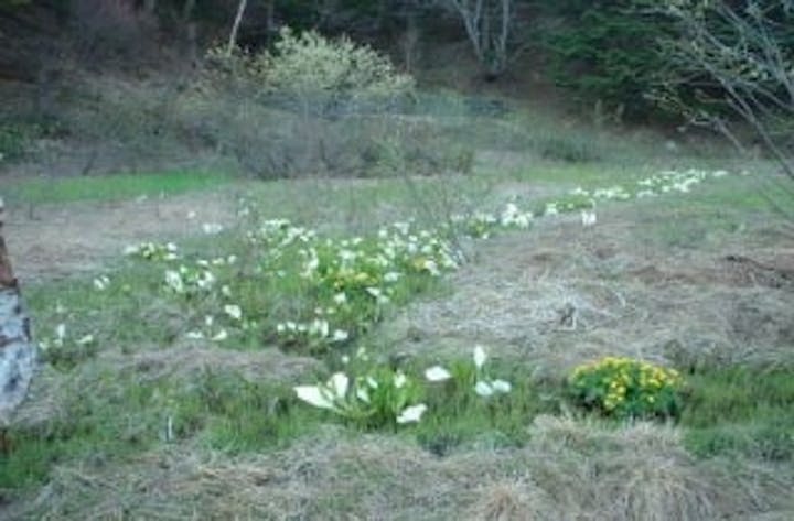 山田牧場の水芭蕉