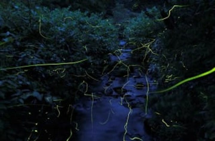 志賀高原石の湯のゲンジボタル