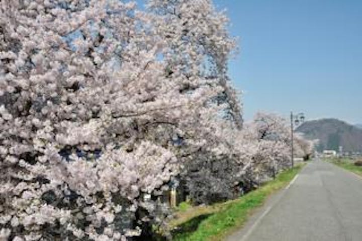 穂波温泉の堤防沿いの桜