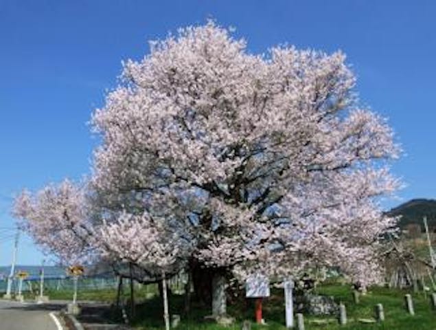 宇木のエドヒガン（千歳桜）