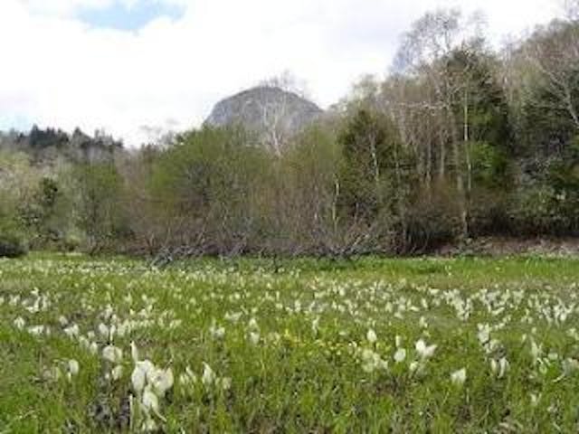志賀高原の水芭蕉