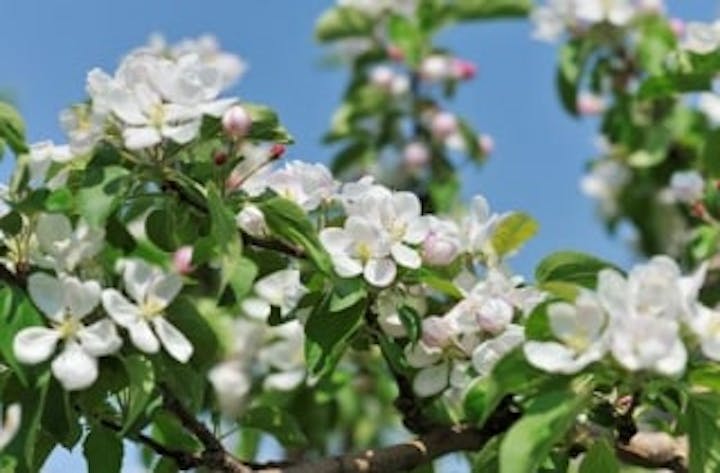 湯田中渋温泉郷のりんごの花