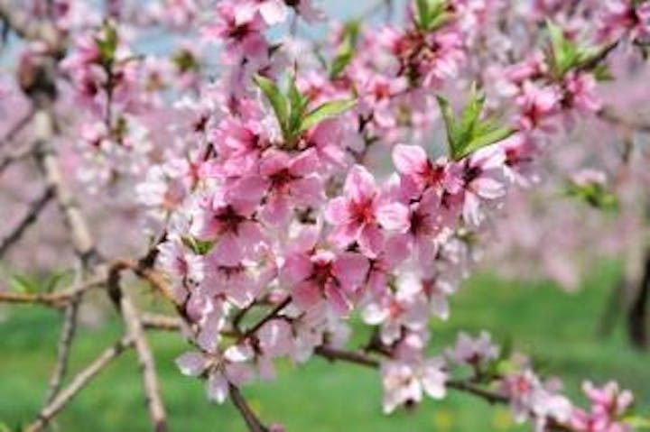 湯田中渋温泉郷の桃の花