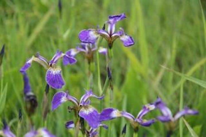 志賀高原のアヤメ