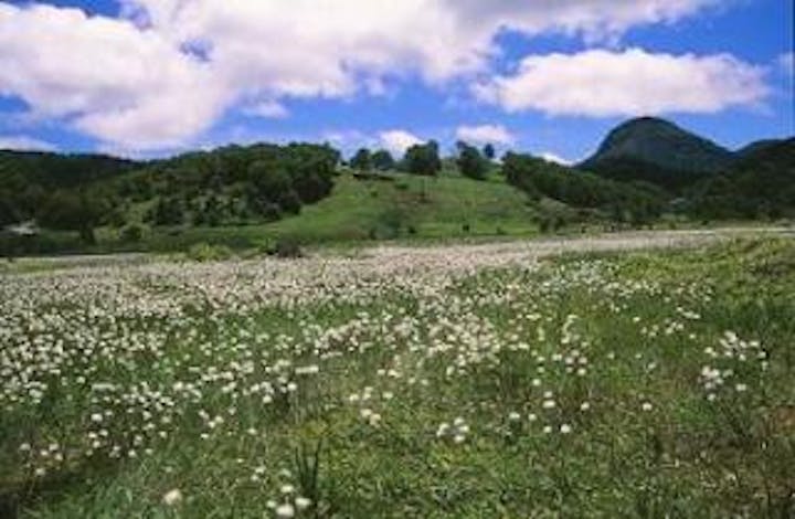 志賀高原 田ノ原湿原のワタスゲ