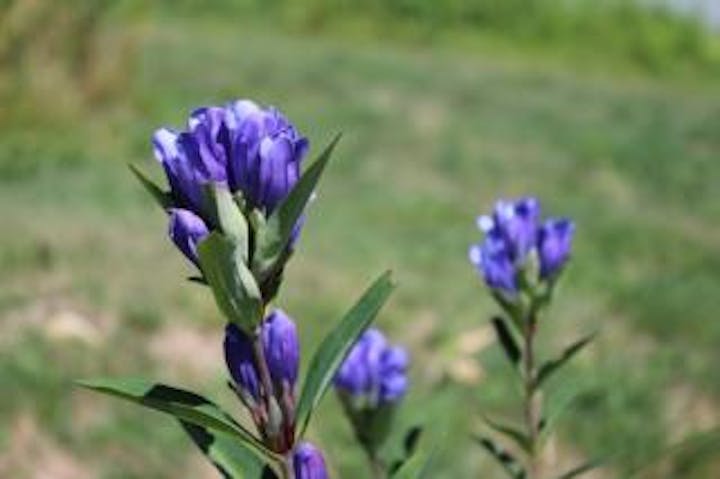 志賀高原のリンドウ