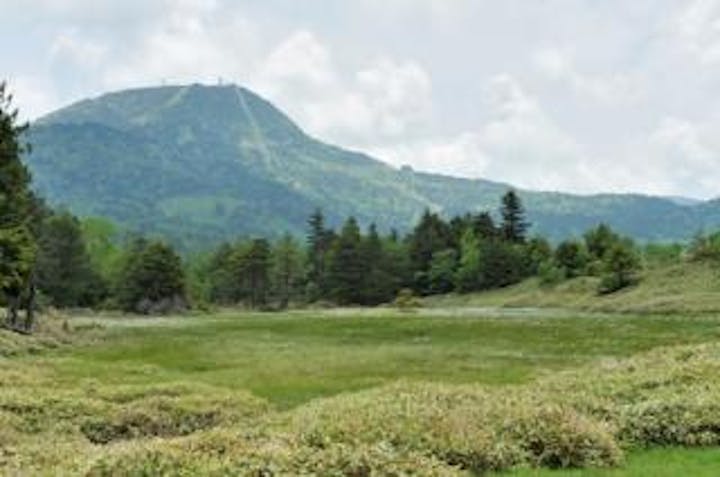 前山湿原のミズゴケ