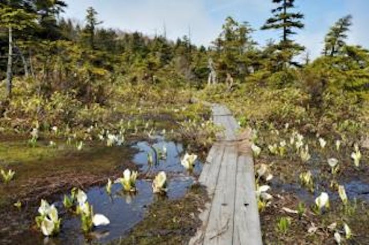 竜王山頂湿原の水芭蕉